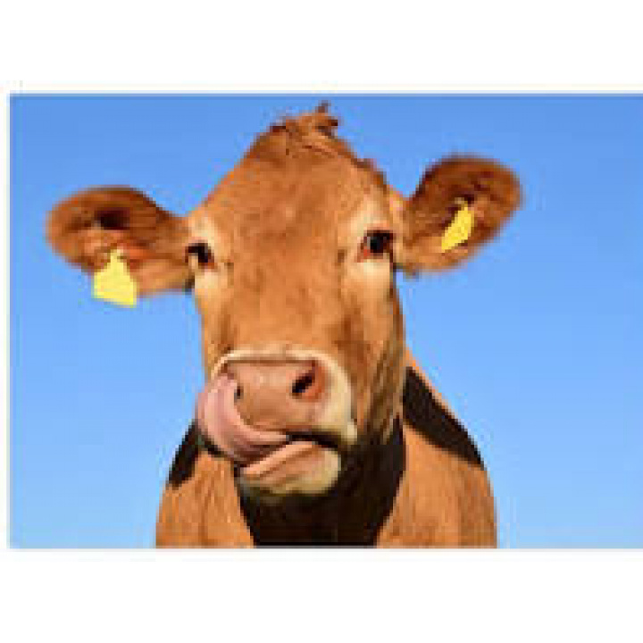 Odvolanie mimoriadnej situácie - vysoko nákazlivého vírusu slintačky a krívačky 