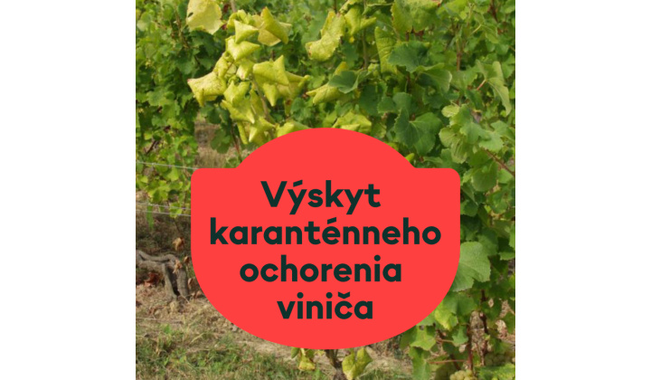 Upozornenie na zlaté žltnutie viniča - Karanténna choroba ohrozuje úrodu hrozna