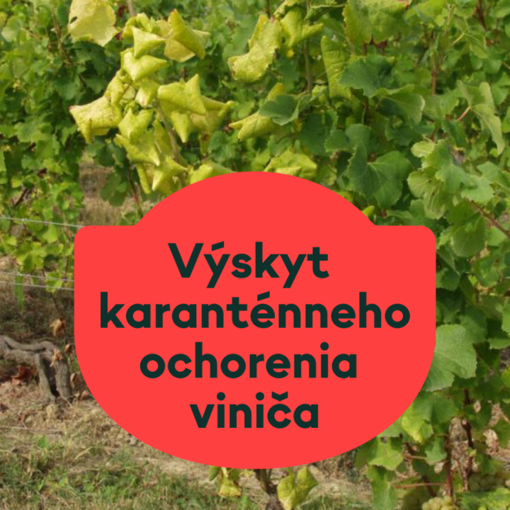 Upozornenie na zlaté žltnutie viniča - Karanténna choroba ohrozuje úrodu hrozna